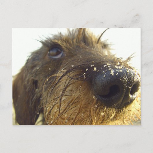 Carte Postale Je pense à ça... mignon Dachshund (Devant)