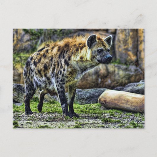 Carte Postale Je rigole hyena_ver. 3.0 [Carte postale] (Devant)