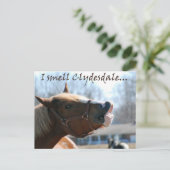 Carte Postale Je sens des clydesdales (Debout devant)