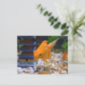 Carte Postale Je suis A Coy Koi (Debout devant)