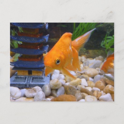 Carte Postale Je suis A Coy Koi (Devant)