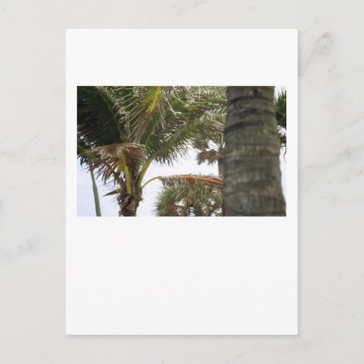 Carte Postale Je suis à Island Time ! (Devant)