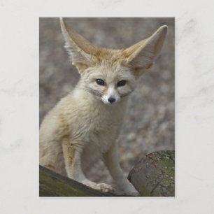 Carte Postale Je suis All Ears Postcard