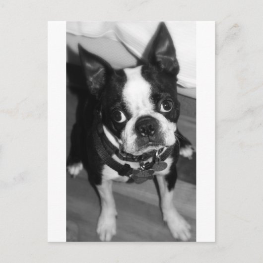 CARTE POSTALE JE SUIS DÉSOLÉ (Devant)