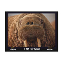 Je suis le Walrus, un animal en danger.