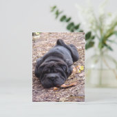 Carte Postale Je suis tout joué ! (Debout devant)