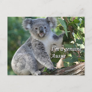 Carte Postale Je suis un authentique Australien : koala australi