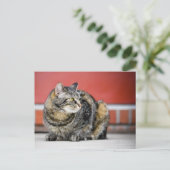 Carte Postale Je suis un chat ! (Debout devant)