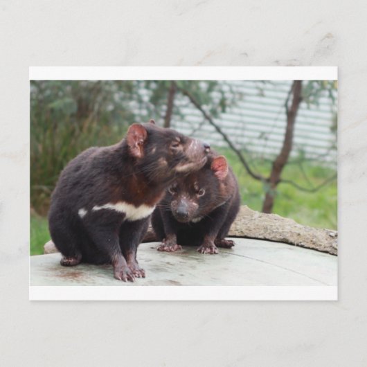 Carte Postale Je suis un petit diable (Devant)