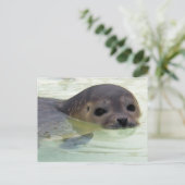 Carte Postale Je suis un phoque (Debout devant)