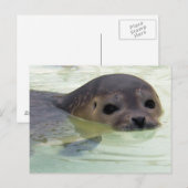 Carte Postale Je suis un phoque (Devant / Derrière)