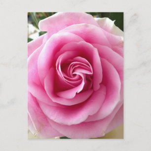 Carte Postale Je T'Aime Fleur Rose
