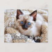 Carte Postale Je Vous Manque - Chat Siamese Mignonne (Devant)