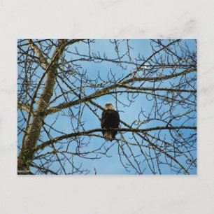 Carte Postale Je vous regarde