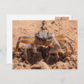 Carte Postale Je vous vois - crabe à la plage près (Devant / Derrière)