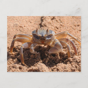 Carte Postale Je vous vois - crabe à la plage près