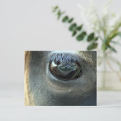 Carte Postale Je vous vois, Jersey Cow eye (Debout devant)