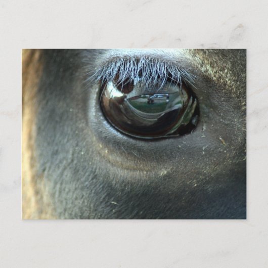 Carte Postale Je vous vois, Jersey Cow eye (Devant)