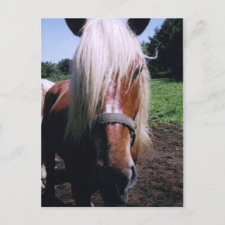 Carte Postale Jeff
