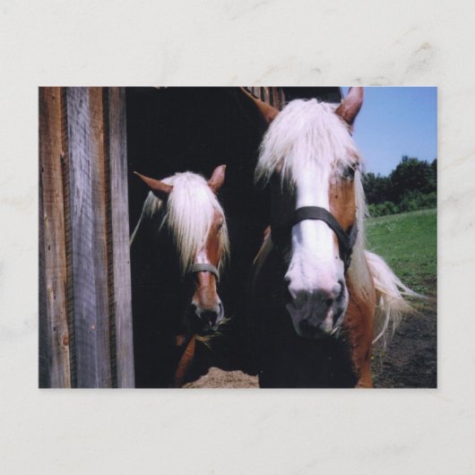 Carte Postale Jeff et Kate (Devant)