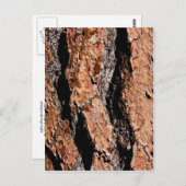Carte Postale Jeffrey Pine Bark Détail (Devant / Derrière)