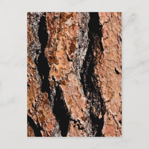 Carte Postale Jeffrey Pine Bark Détail