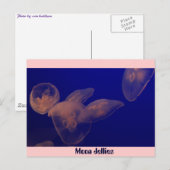 Carte Postale Jellfish de lune, gelée de lune (Devant / Derrière)