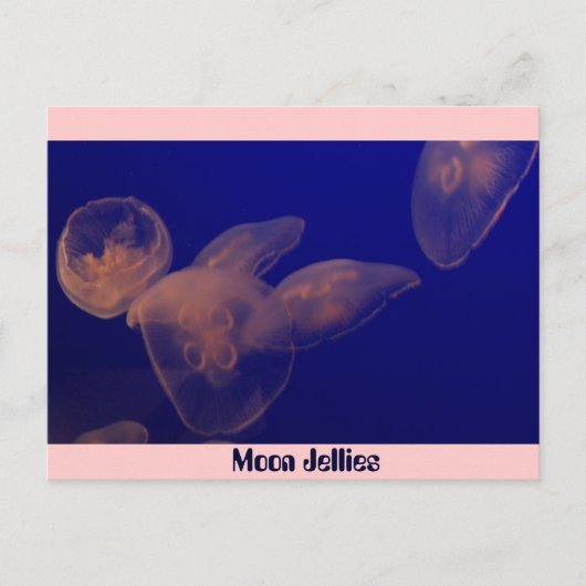 Carte Postale Jellfish de lune, gelée de lune (Devant)