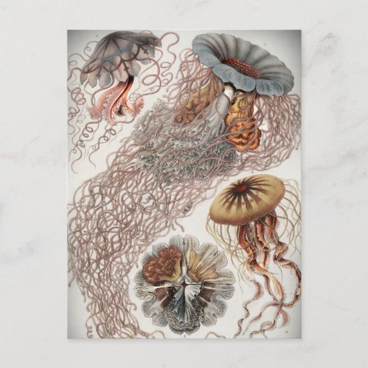 Carte Postale Jellies (méduses) aux couleurs pastel (Devant)