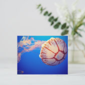 Carte postale Jelly Fish (Debout devant)