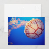 Carte postale Jelly Fish (Devant / Derrière)