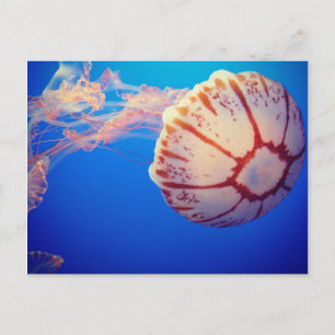 Carte postale Jelly Fish