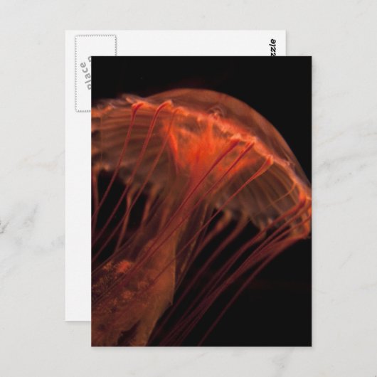 Carte Postale Jelly Light (Devant / Derrière)