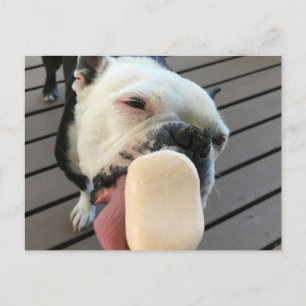 Carte Postale Jellybean le Boston Terrier