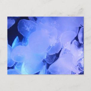 CARTE POSTALE JELLYFISH