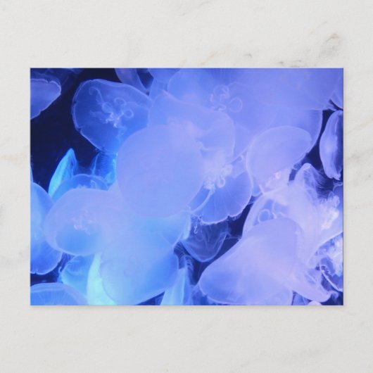 CARTE POSTALE JELLYFISH (Devant)