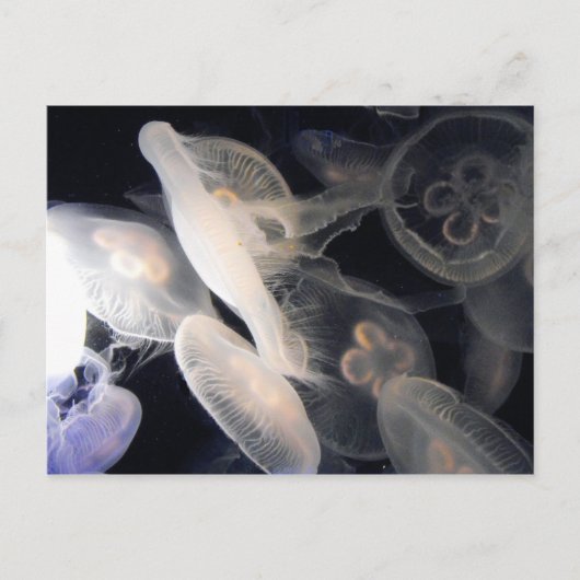 Carte Postale JellyFish (Devant)