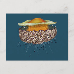 Carte Postale Jellyfish aux oeufs frits