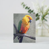 Carte postale Jenday Conure (Debout devant)