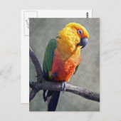Carte postale Jenday Conure (Devant / Derrière)