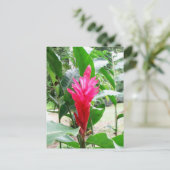 Carte Postale Jengibre rojo (gingembre rouge) (Debout devant)