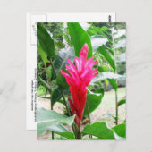 Carte Postale Jengibre rojo (gingembre rouge) (Devant / Derrière)