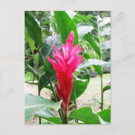 Carte Postale Jengibre rojo (gingembre rouge) (Devant)