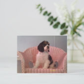 Carte Postale Jenna, Tri American cocker spaniel chiot (Debout devant)