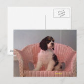 Carte Postale Jenna, Tri American cocker spaniel chiot (Devant / Derrière)