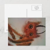 Carte Postale Jerk Monster (Devant / Derrière)