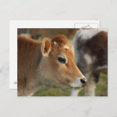 Carte Postale Jersey Cow (Devant / Derrière)