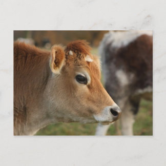Carte Postale Jersey Cow