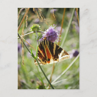 Carte postale Jersey Tiger Moth