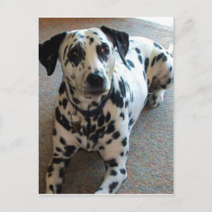 Carte Postale Jessica le chien des merveilles !